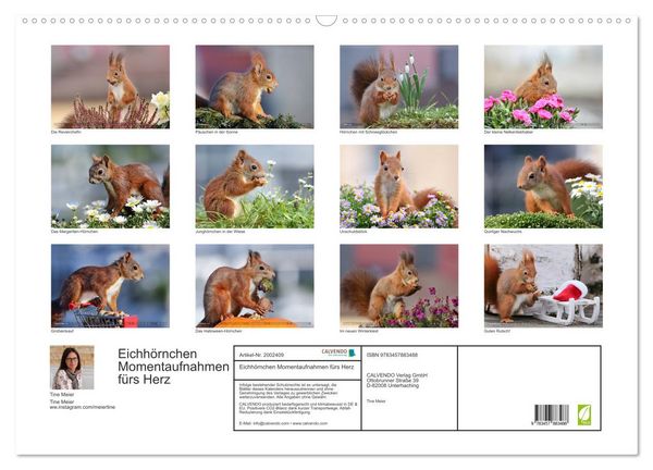 Produktbild: Eichh&ouml;rnchen Momentaufnahmen f&uuml;rs Herz (Wandkalender 2026 DIN A2 quer), CALVENDO Monatskalender