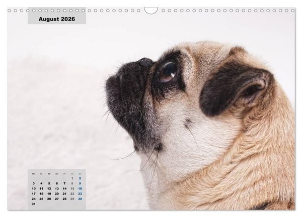 Produktbild: Lillie Mopsgetier - mopsfidel durchs Jahr (Wandkalender 2026 DIN A3 quer), CALVENDO Monatskalender