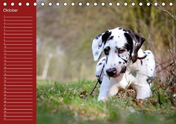 Produktbild: Deutsche Doggen / Geburtstagskalender (Tischkalender immerw&auml;hrend DIN A5 quer)
