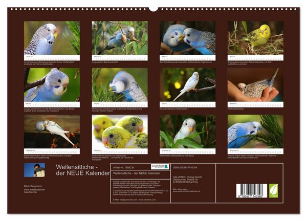 Produktbild: Wellensittiche - der NEUE Kalender (hochwertiger Premium Wandkalender 2026 DIN A2 quer), Kunstdruck in Hochglanz