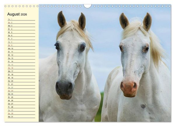 Produktbild: Traumpferd Lipizzaner (Wandkalender 2026 DIN A3 quer), CALVENDO Monatskalender