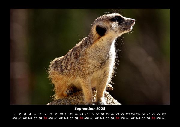 Produktbild: Tierkalender 2025 Fotokalender DIN A3