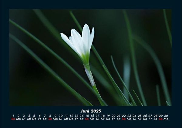 Produktbild: Blumentr&auml;ume 2025 Fotokalender DIN A4