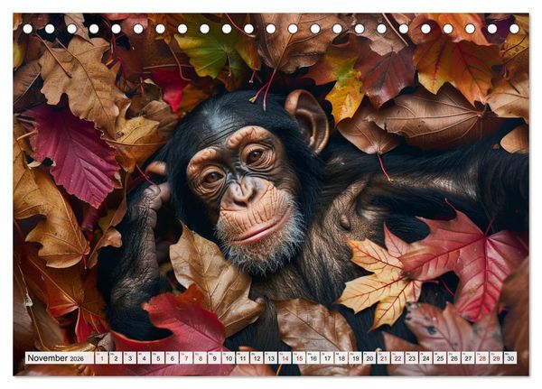 Produktbild: Schimpansen - Ein Jahr mit Menschenaffen. (Tischkalender 2026 DIN A5 quer), CALVENDO Monatskalender