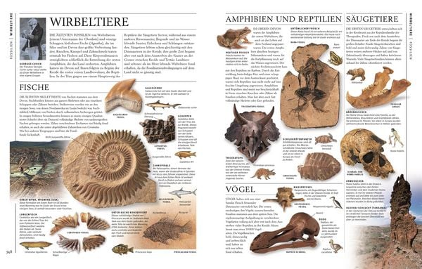 Produktbild: Steine & Mineralien