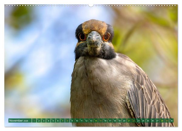 Produktbild: Gr&uuml;nreiher - Krabbenreiher - Nachtreiher (Wandkalender 2026 DIN A2 quer), CALVENDO Monatskalender