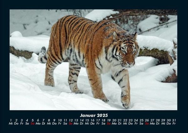 Produktbild: Tiger 2025 Fotokalender DIN A4