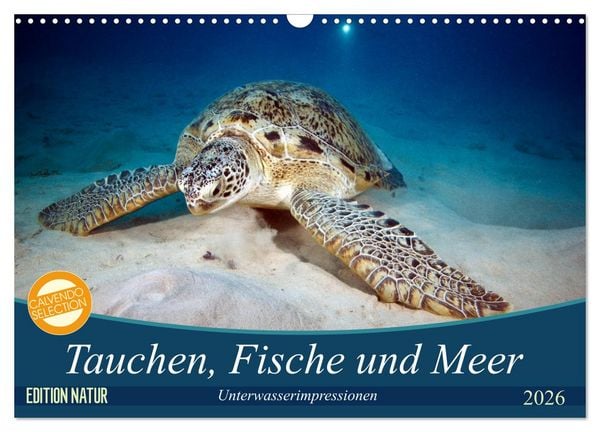 Tauchen, Fische und Meer (Wandkalender 2026 DIN A3 quer), CALVENDO Monatskalender