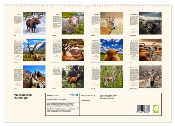 Produktbild: Majest&auml;tische Horntr&auml;ger (hochwertiger Premium Wandkalender 2026 DIN A2 quer), Kunstdruck in Hochglanz