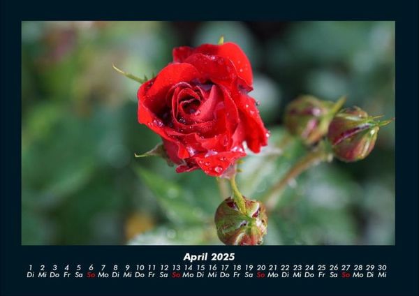Produktbild: Blumenkalender 2025 Fotokalender DIN A4