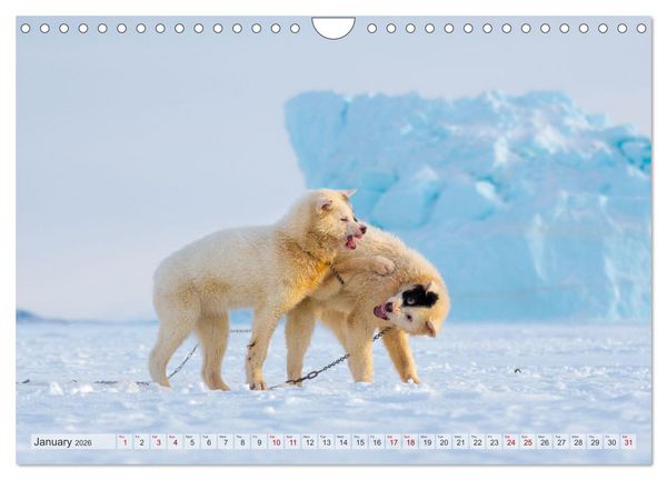 Produktbild: Greenland Dog - The Sled Dogs of Northern Greenland (Wall Calendar 2026 DIN A4 landscape), CALVENDO 12 Month Wall Calendar