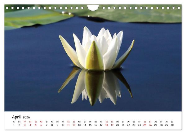 Produktbild: Eine Reise ins magische Donaudelta (Wandkalender 2026 DIN A4 quer), CALVENDO Monatskalender