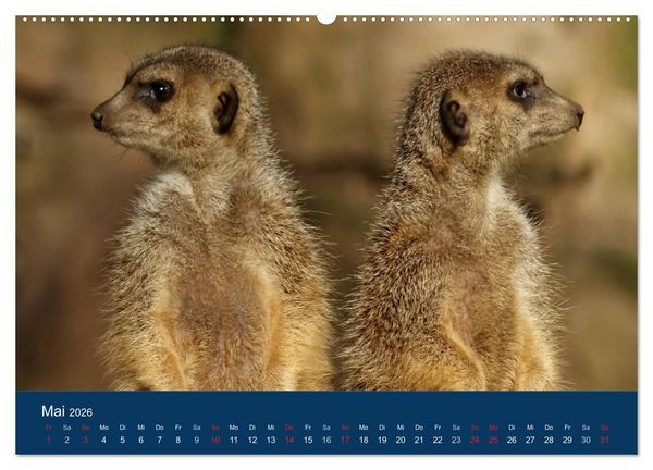 Produktbild: Erdm&auml;nnchen - Zusammen sind wir stark (Wandkalender 2026 DIN A2 quer), CALVENDO Monatskalender