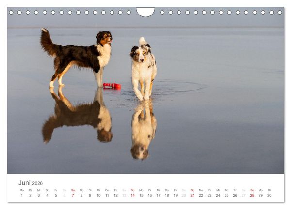 Produktbild: Australian Shepherd 2026 (Wandkalender 2026 DIN A4 quer), CALVENDO Monatskalender