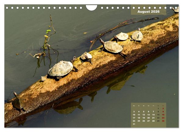 Produktbild: Wilde Tiere Indiens (Wandkalender 2026 DIN A4 quer), CALVENDO Monatskalender