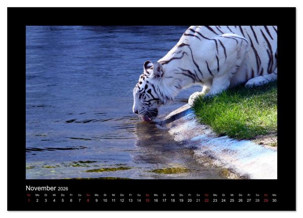 Produktbild: Welt der Katzen - Tiger (Wandkalender 2026 DIN A4 quer), CALVENDO Monatskalender