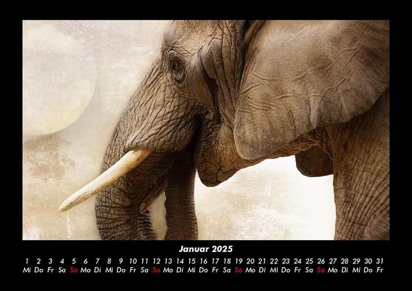 Produktbild: Tiere im Zoo 2025 Fotokalender DIN A3