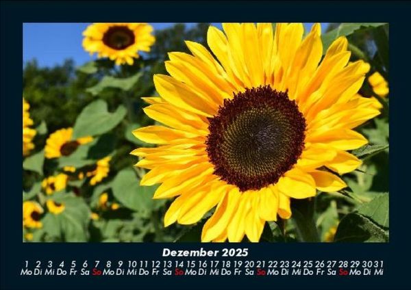 Produktbild: Blumenkalender 2025 Fotokalender DIN A5