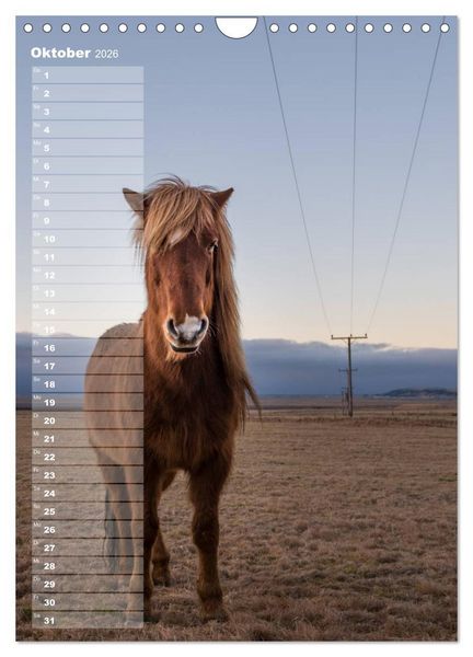 Produktbild: Mein ISLANDPFERDE Planer - Geburtstage, Hof-Feste, Turniere (Wandkalender 2026 DIN A4 hoch), CALVENDO Monatskalender