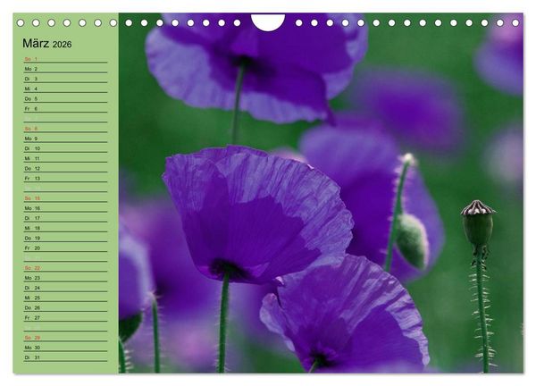 Produktbild: Mohnblumen Tr&auml;ume (Wandkalender 2026 DIN A4 quer), CALVENDO Monatskalender