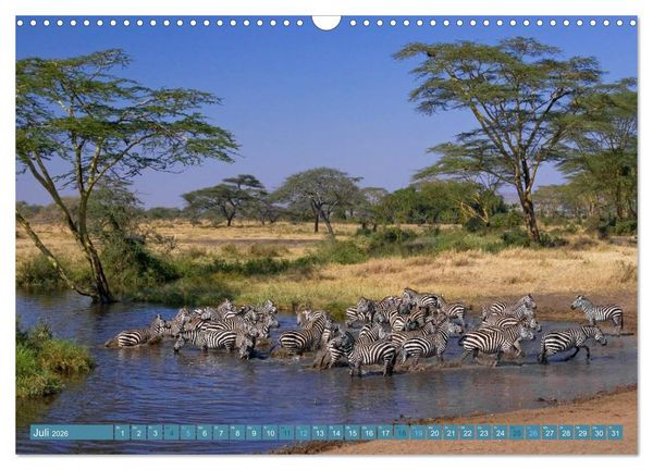 Produktbild: Afrikas Tierwelt: Zebras (Wandkalender 2026 DIN A3 quer), CALVENDO Monatskalender