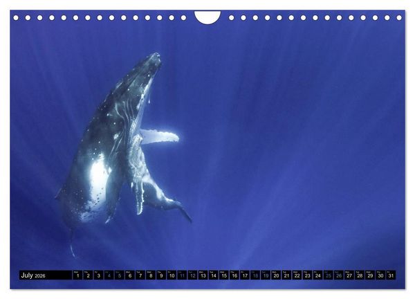 Produktbild: A Whale of a Year (Wall Calendar 2026 DIN A4 landscape), CALVENDO 12 Month Wall Calendar