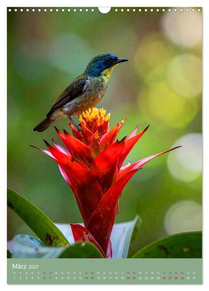 Produktbild: Bromelienzauber (Wandkalender 2027 DIN A3 hoch), CALVENDO Monatskalender