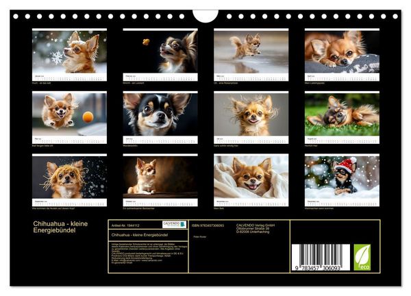 Produktbild: Chihuahua - kleine Energieb&uuml;ndel (Wandkalender 2026 DIN A4 quer), CALVENDO Monatskalender