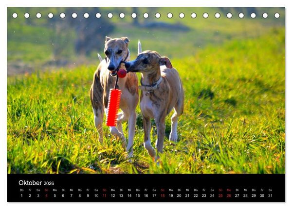 Produktbild: Whippets in Aktion (Tischkalender 2026 DIN A5 quer), CALVENDO Monatskalender
