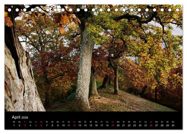 Produktbild: Faszination Wald. Waldimpressionen aus Nordhessen von Lutz Klapp (Tischkalender 2026 DIN A5 quer), CALVENDO Monatskalender