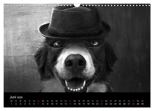 Produktbild: H&uuml;tehunde (Wandkalender 2026 DIN A3 quer), CALVENDO Monatskalender