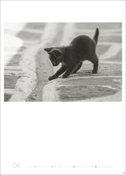 Produktbild: Cats Edition Kalender 2027