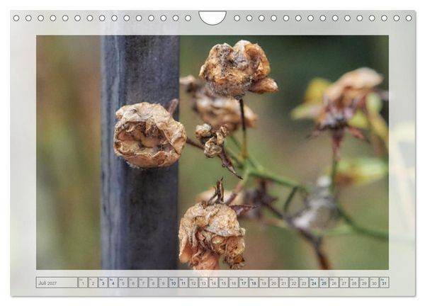 Produktbild: Verbl&uuml;hte Sch&ouml;nheiten (Wandkalender 2027 DIN A4 quer), CALVENDO Monatskalender