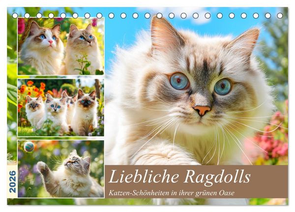 Produktbild: Liebliche Ragdolls. Katzen-Sch&ouml;nheiten in ihrer gr&uuml;nen Oase (Tischkalender 2026 DIN A5 quer), CALVENDO Monatskalender