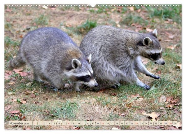 Produktbild: Der Waschb&auml;r - Der Maskentr&auml;ger in unseren W&auml;ldern (Wandkalender 2026 DIN A2 quer), CALVENDO Monatskalender
