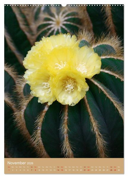 Produktbild: Succulents and Cacti - Strong Thorns, Delicate Blooms (High Quality Premium Wall Calendar 2026 DIN A2 portrait),CALVENDO 12 Month Wall Calendar