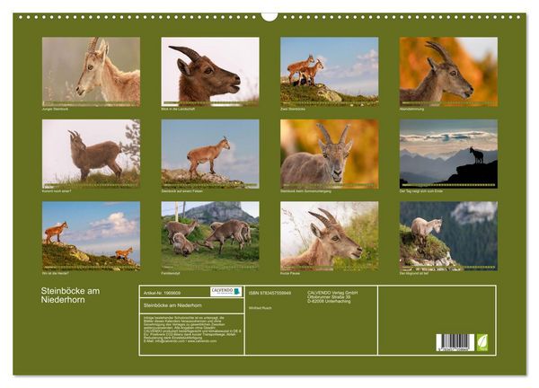Produktbild: Steinb&ouml;cke am Niederhorn (Wandkalender 2026 DIN A2 quer), CALVENDO Monatskalender