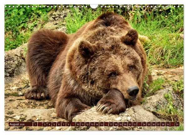 Produktbild: B&auml;ren. Kraftpakete auf leisen Sohlen (Wandkalender 2026 DIN A3 quer), CALVENDO Monatskalender
