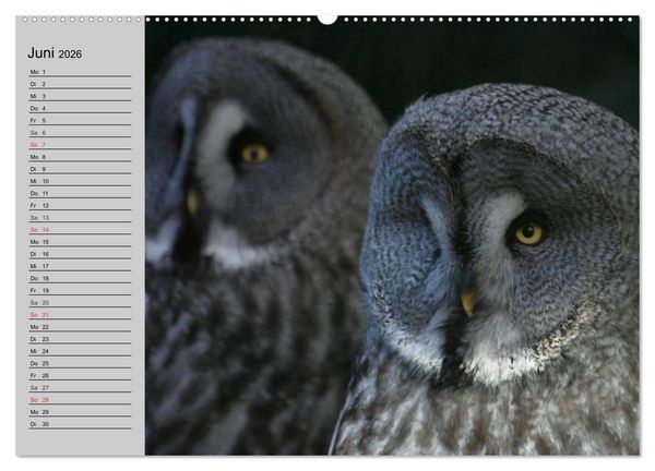 Produktbild: Eulen. Gefiederte Weisheit (hochwertiger Premium Wandkalender 2026 DIN A2 quer), Kunstdruck in Hochglanz