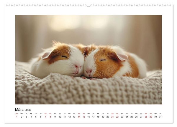 Produktbild: Mehr Schwein mit Meerschwein (Wandkalender 2026 DIN A2 quer), CALVENDO Monatskalender