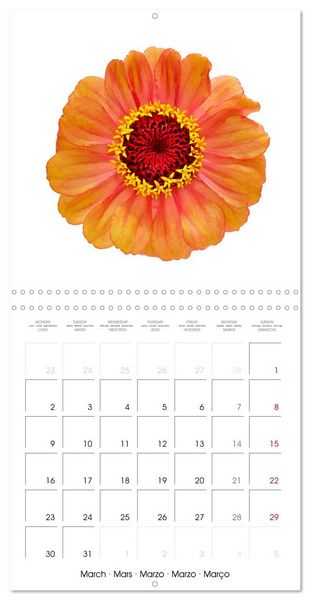 Produktbild: Beautiful Zinnias (Wall Calendar 2026 12 &times; 12 Inch) CALVENDO 12 Month Wall Calendar