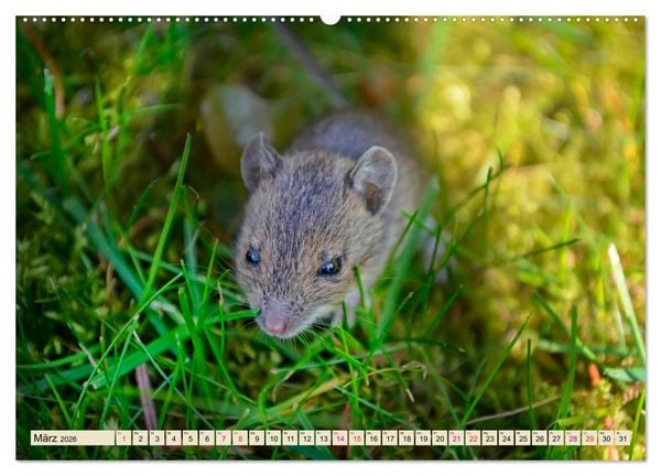 Produktbild: Kleiner Nager - Maus (hochwertiger Premium Wandkalender 2026 DIN A2 quer), Kunstdruck in Hochglanz