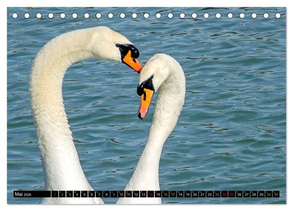 Produktbild: V&ouml;gel im Fokus - Ausdrucksstarke Vielfalt in der Vogelwelt (Tischkalender 2026 DIN A5 quer), CALVENDO Monatskalender