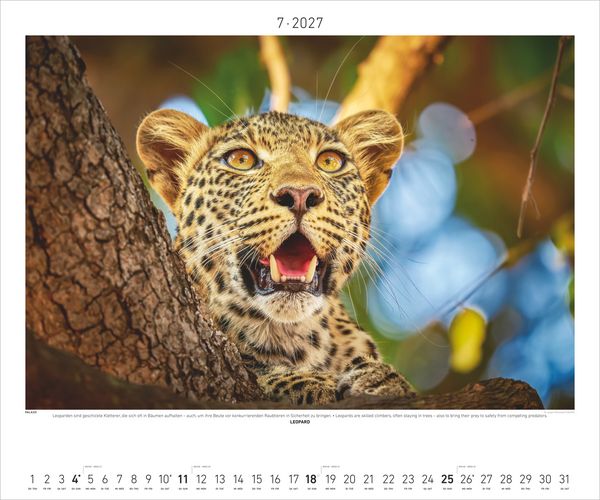 Produktbild: Hautnah - Afrikas Wildnis 2027