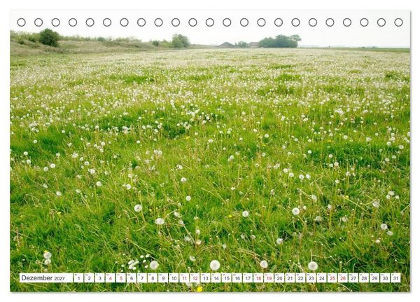 Produktbild: Gute Laune - L&ouml;wenzahn (Tischkalender 2027 DIN A5 quer), CALVENDO Monatskalender