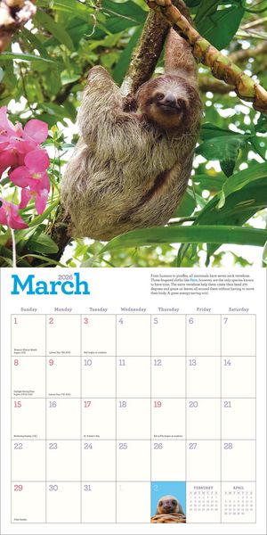 Produktbild: Original Sloths Wall Calendar 2026