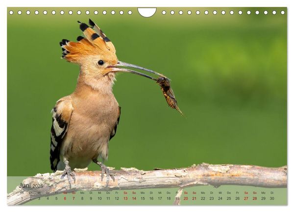 Produktbild: Fantastische Vogelwelt Slowenien (Wandkalender 2026 DIN A4 quer), CALVENDO Monatskalender