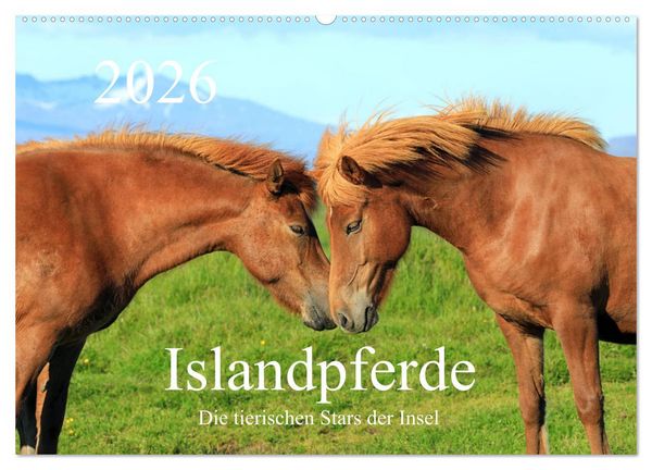 Produktbild: Islandpferde - Die tierischen Stars der Insel (Wandkalender 2026 DIN A2 quer), CALVENDO Monatskalender