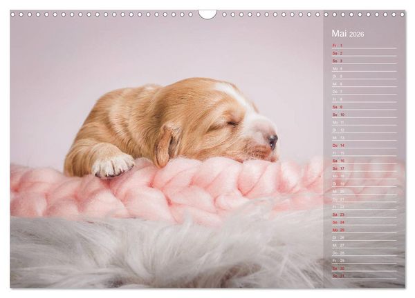 Produktbild: Englische Cocker Spaniel Welpen (Wandkalender 2026 DIN A3 quer), CALVENDO Monatskalender