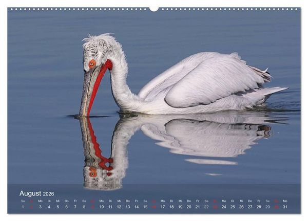 Produktbild: Pelikan-Kalender (hochwertiger Premium Wandkalender 2026 DIN A2 quer), Kunstdruck in Hochglanz